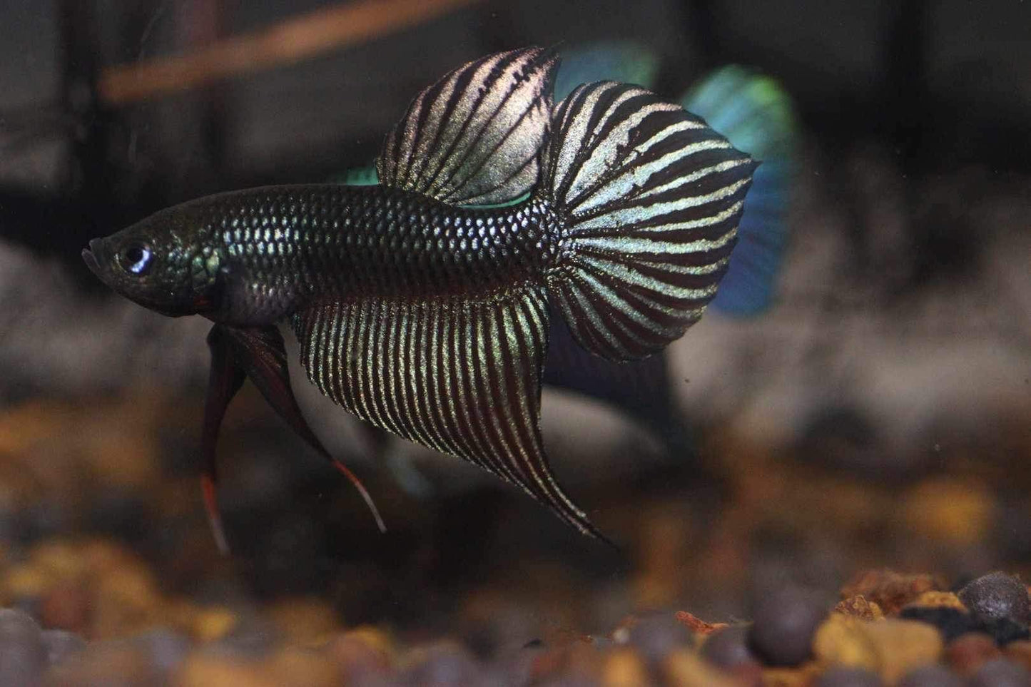 Smaragdina Carbon Male - Rare unique line from FranksBettas