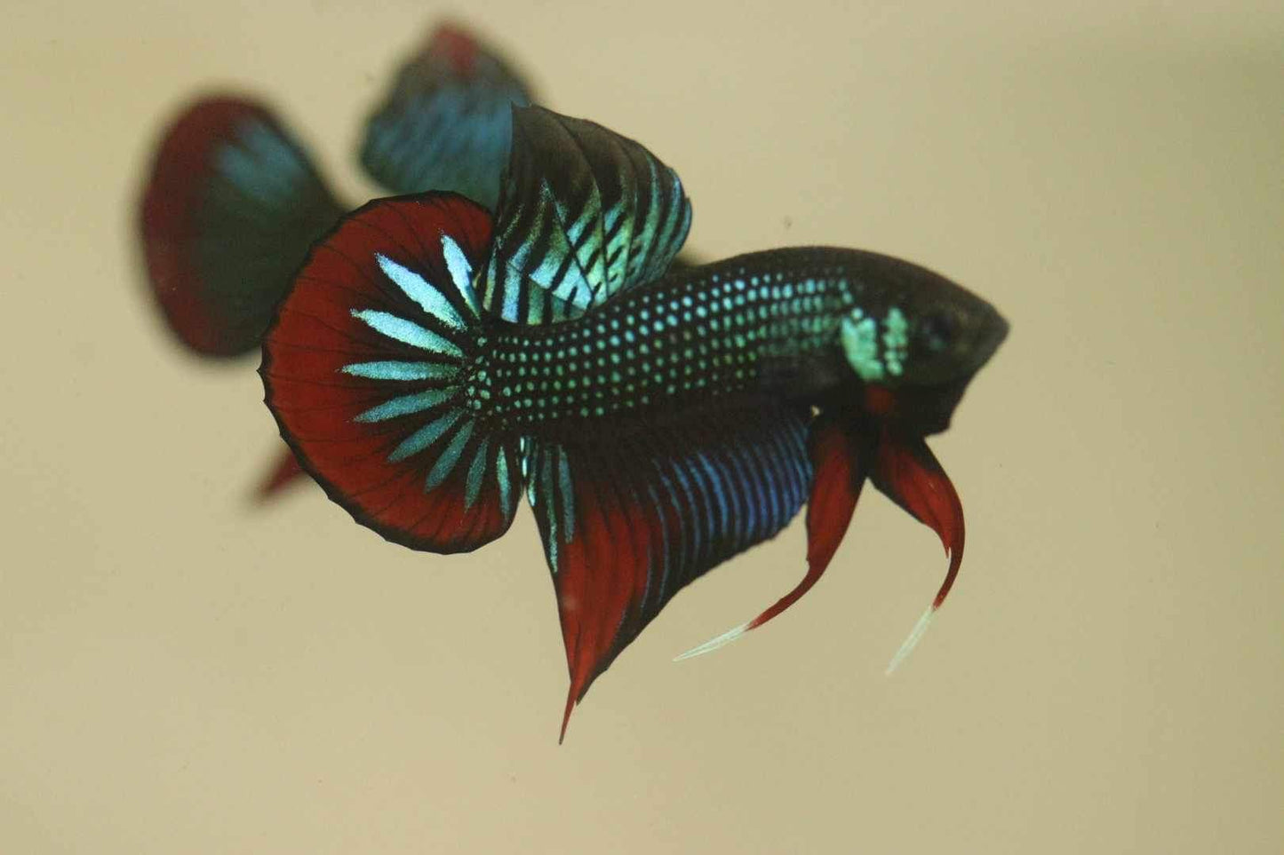 Wild Betta Imbellis Green – HIGH QUALITY MALE- FranksBettas Genetics