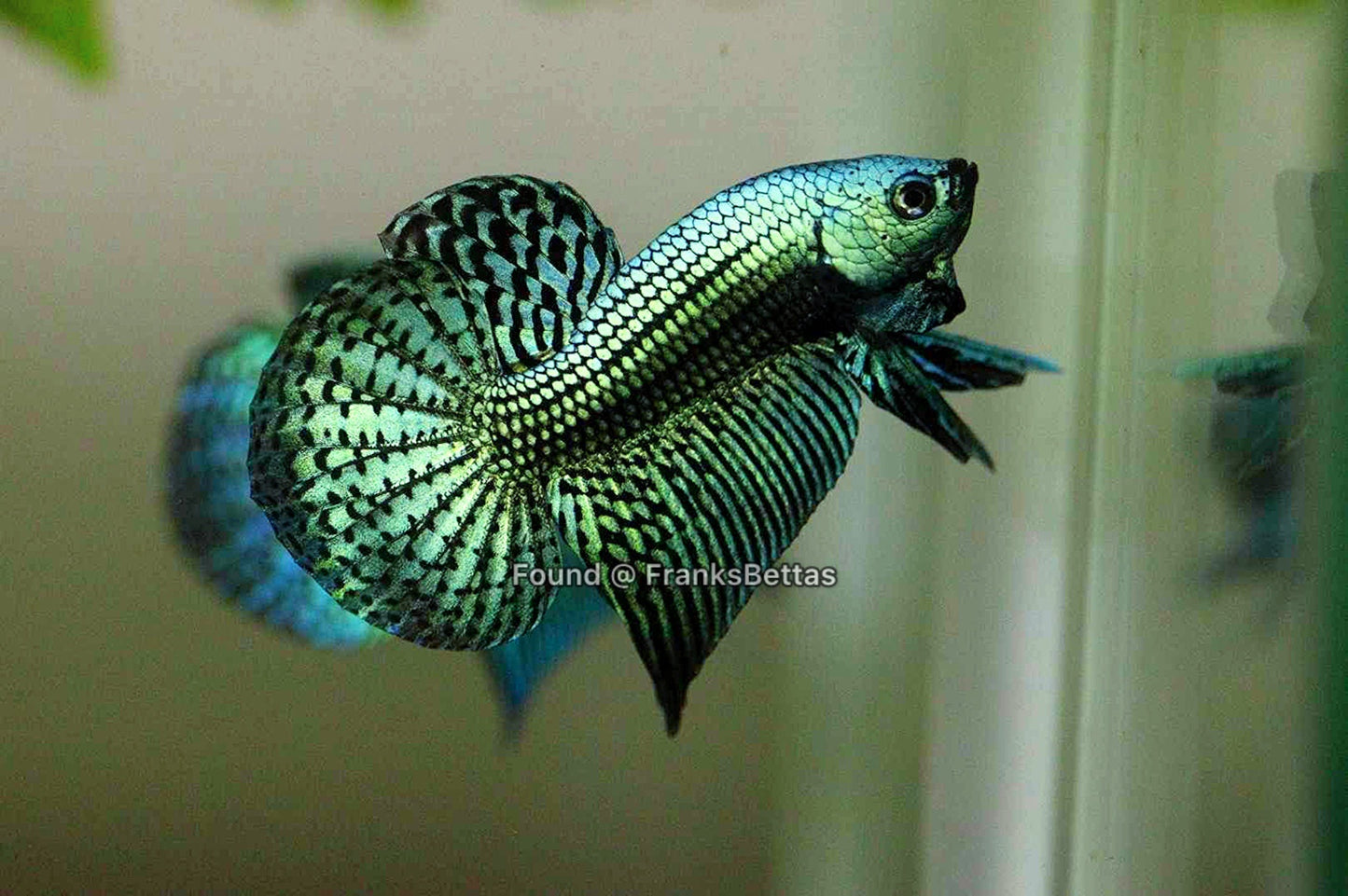 Alien Betta Green High Quality Male - FranksBettas Bloodlines