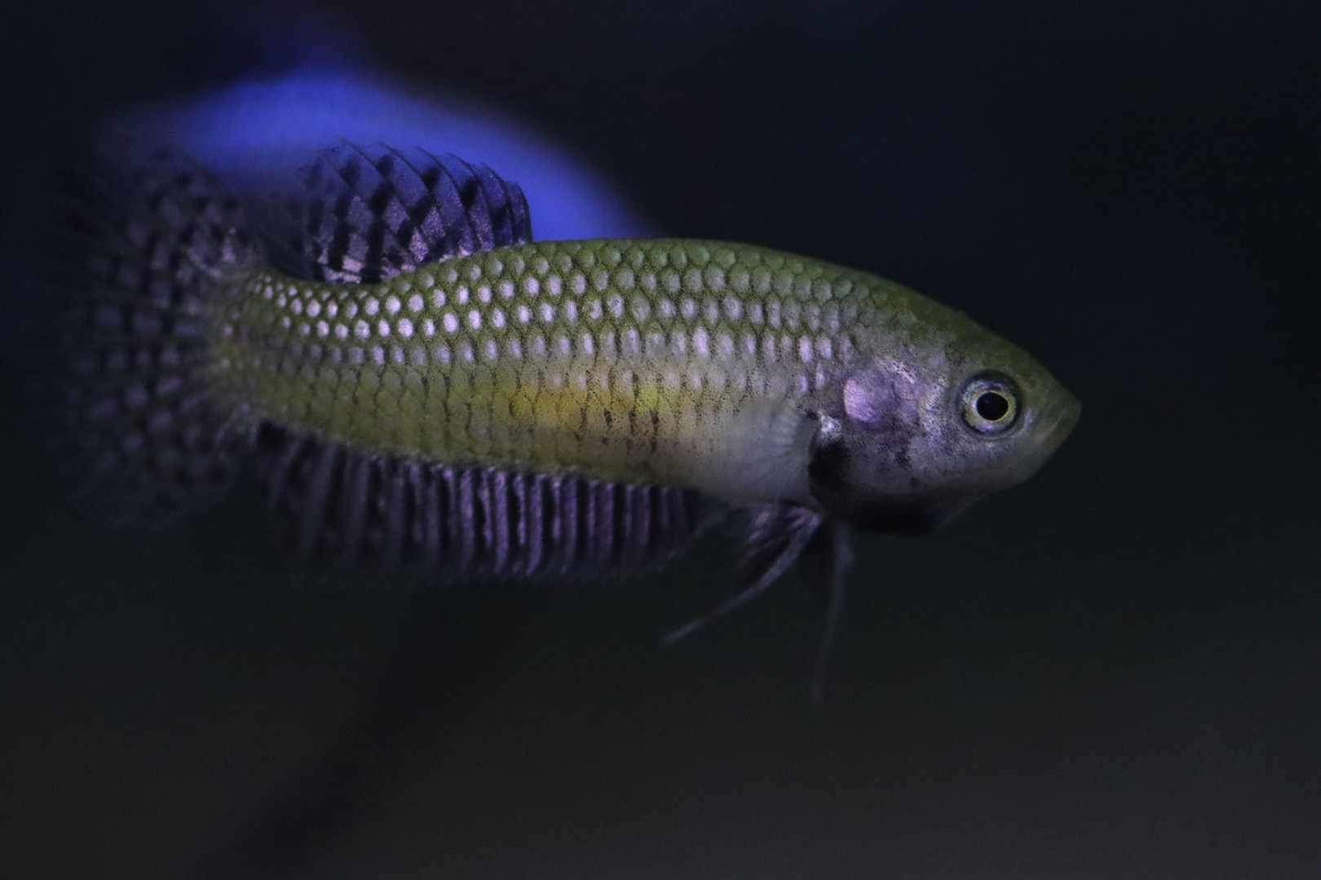 Wild Betta Alien Copper High Quality Female – FranksBettas Genetics