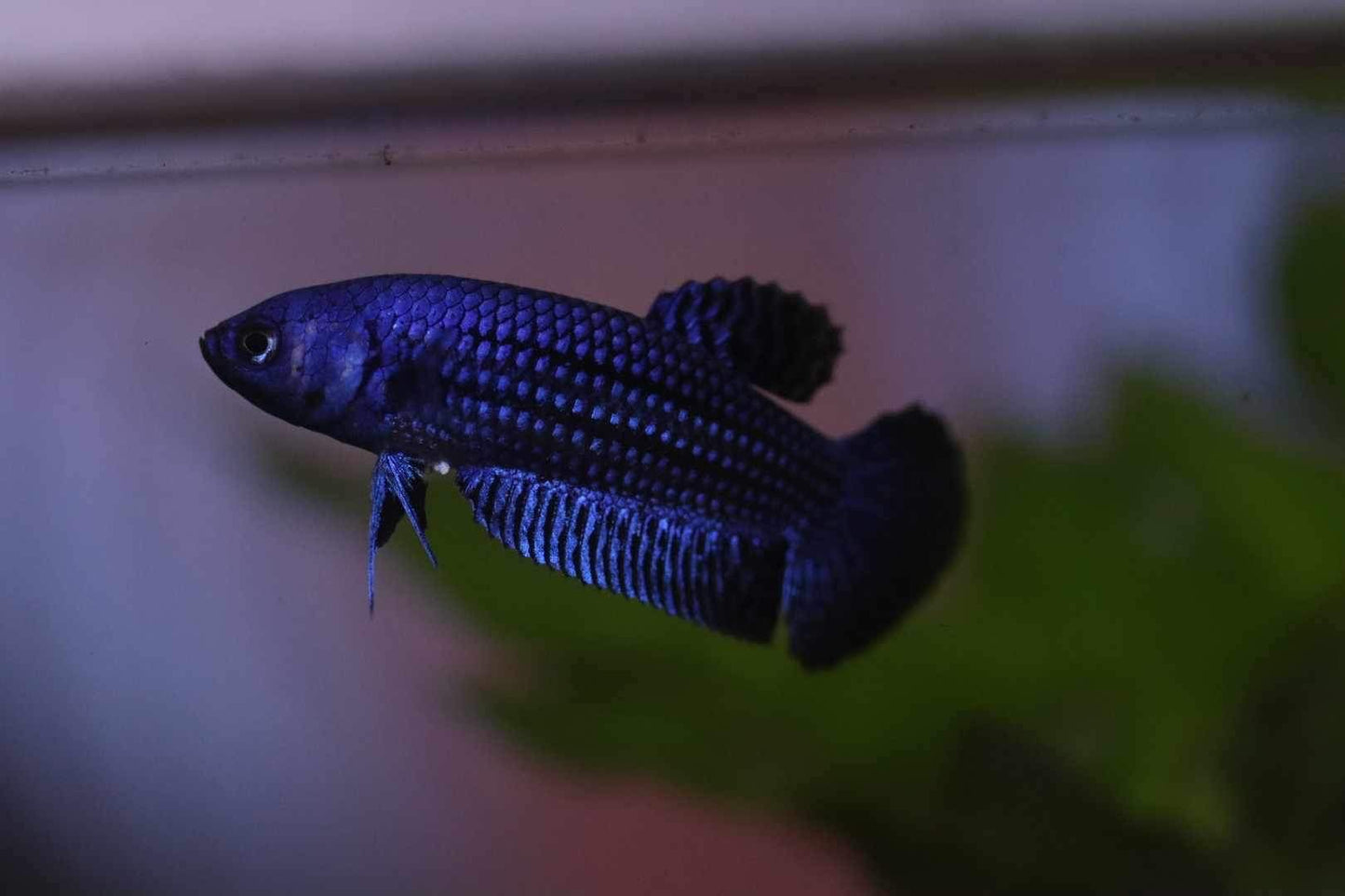 Wild Betta Alien Hybrid Blue High Quality Female – FranksBettas Genetics