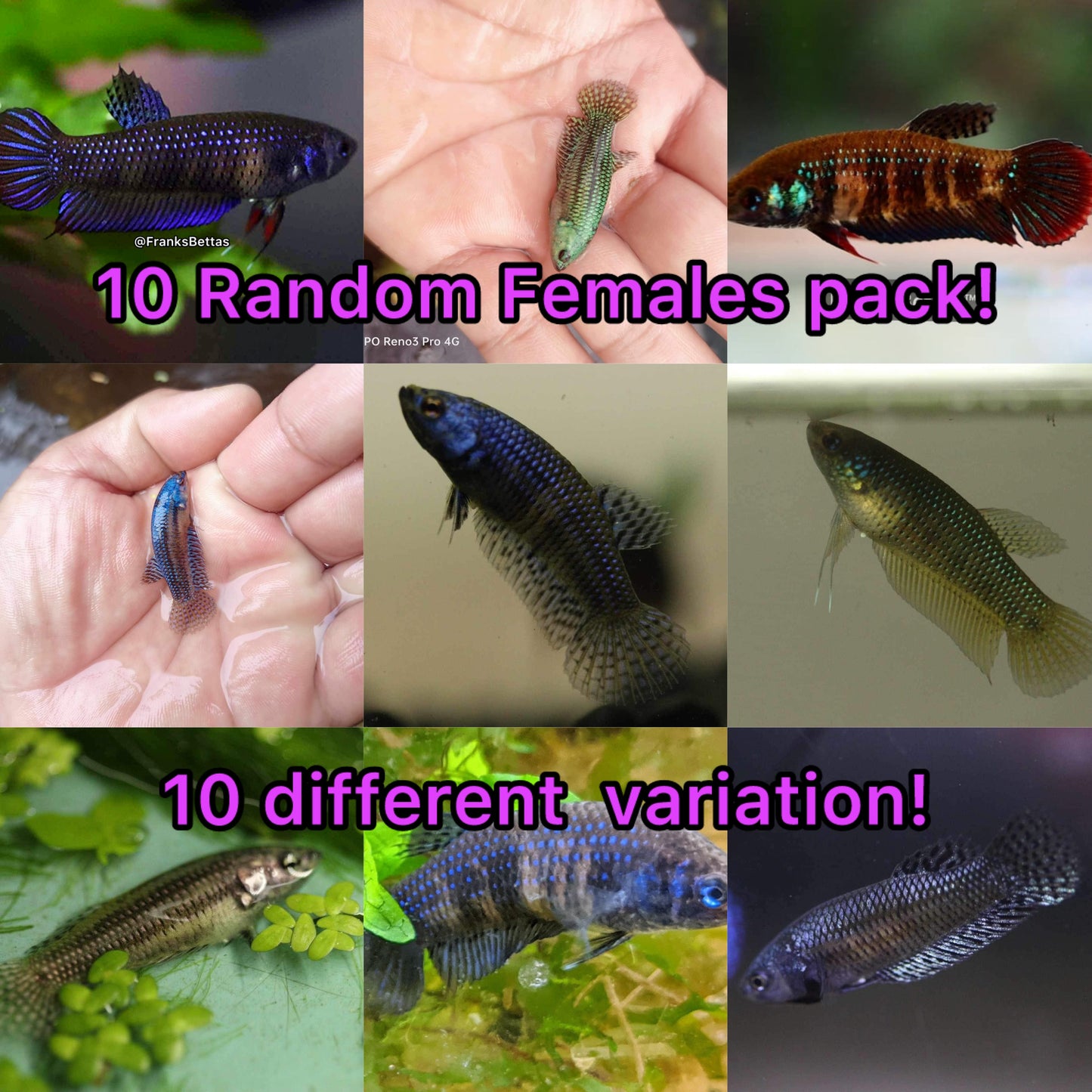 Pack of 10 random wild type females for sorority!