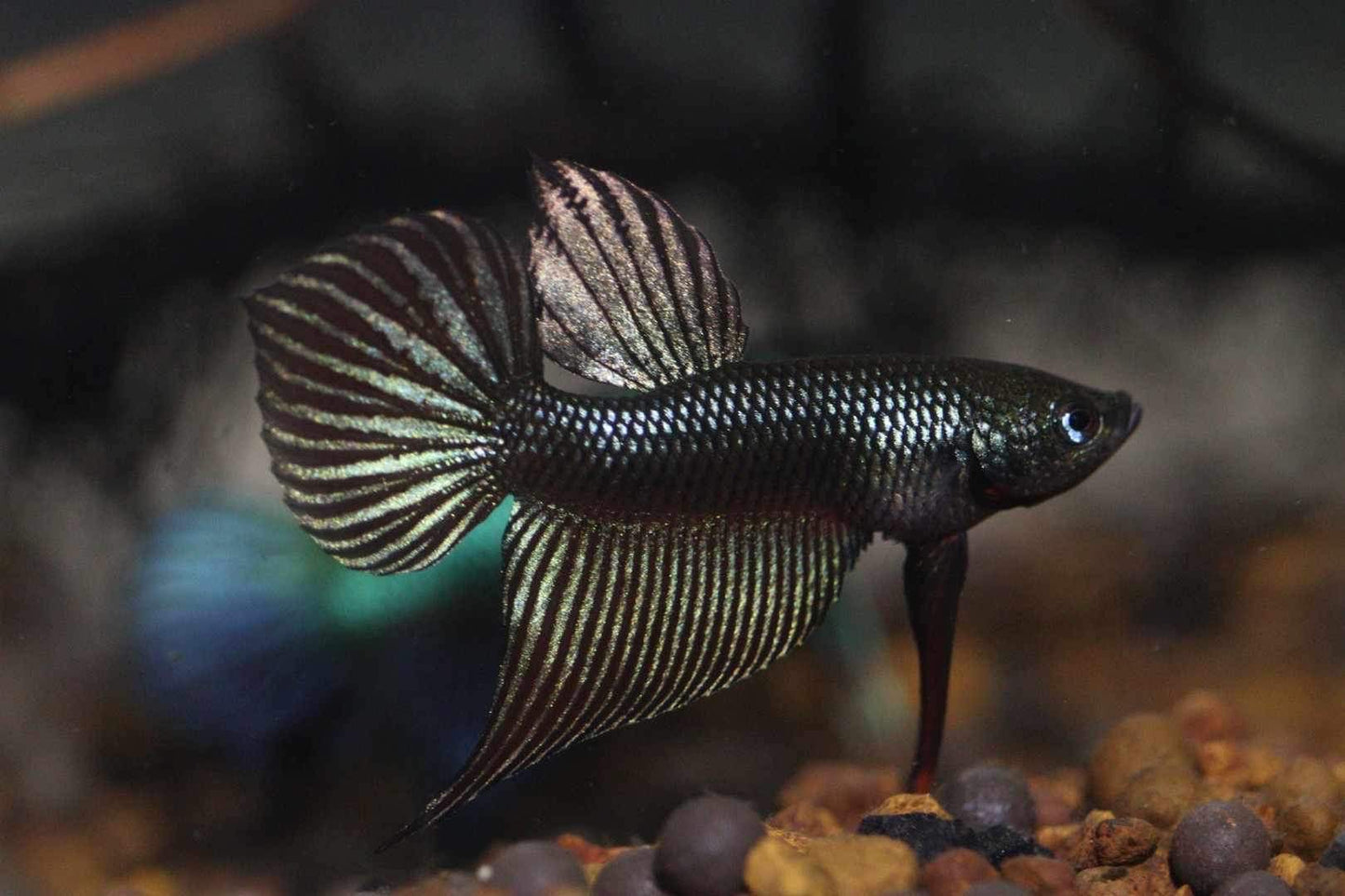 Smaragdina Carbon Male - Rare unique line from FranksBettas