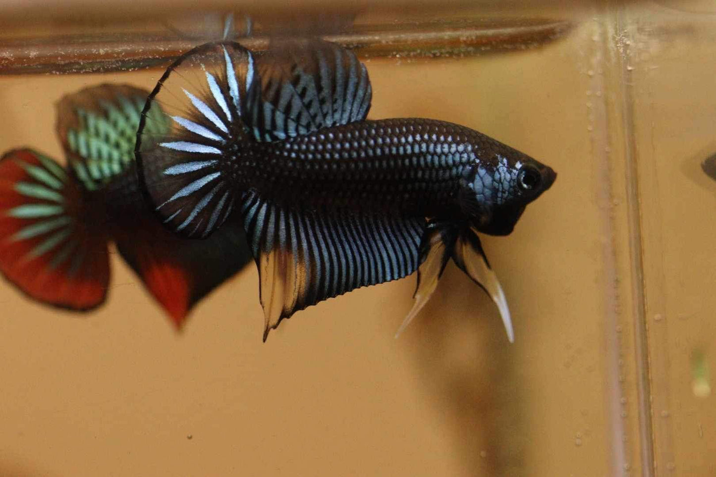 Wild Betta Imbellis Grey Yellow Hybrid - High Quality Male - FranksBettas Bloodlines