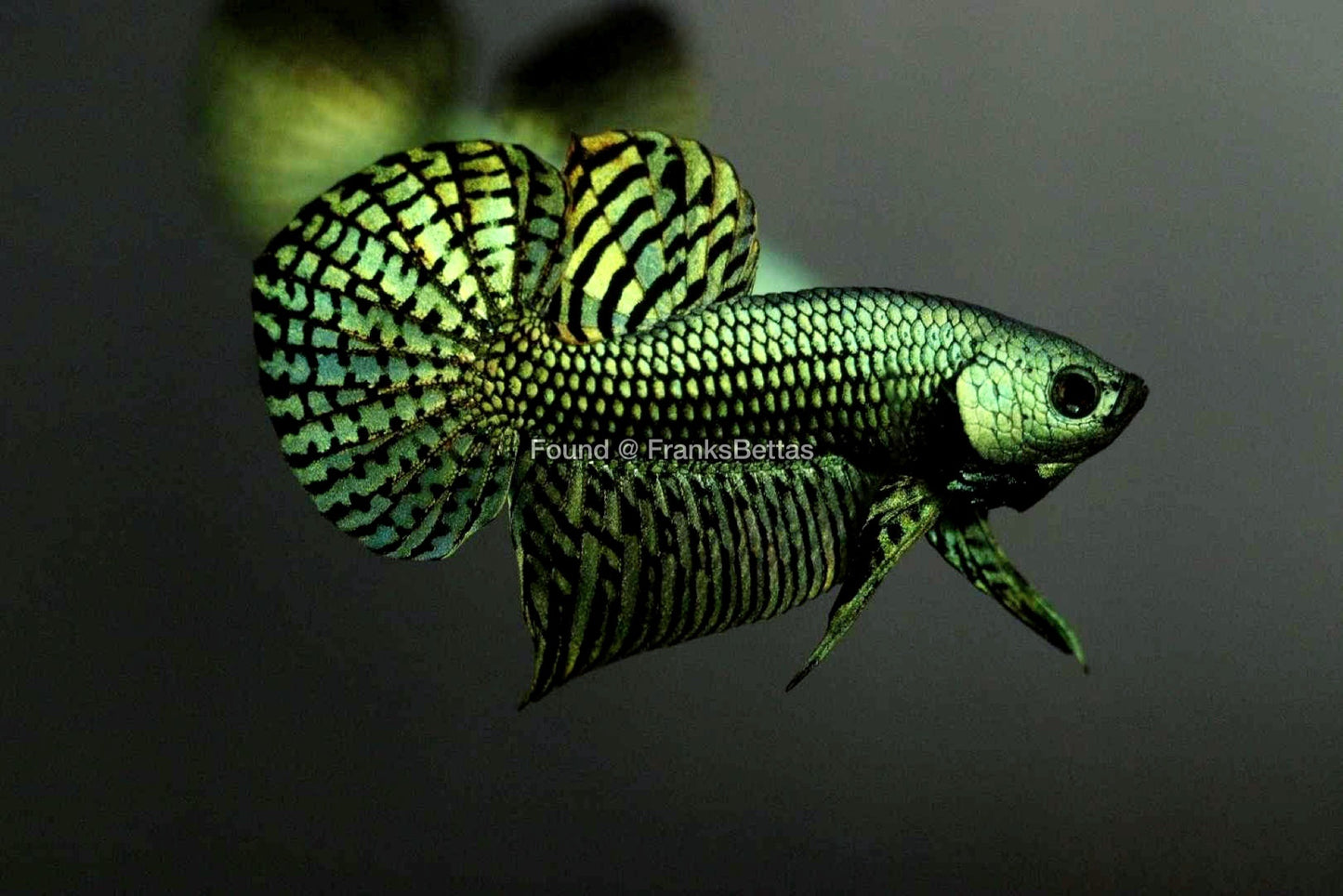 Alien Betta Green High Quality Male - FranksBettas Bloodlines
