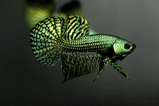 Alien Betta Green High Quality Male - FranksBettas Bloodlines