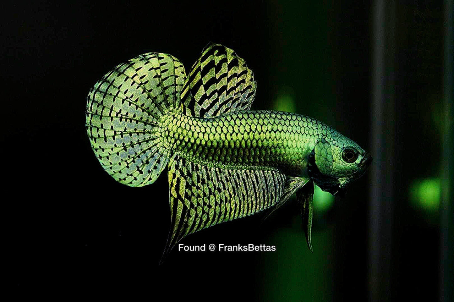 Alien Betta Green High Quality Male - FranksBettas Bloodlines