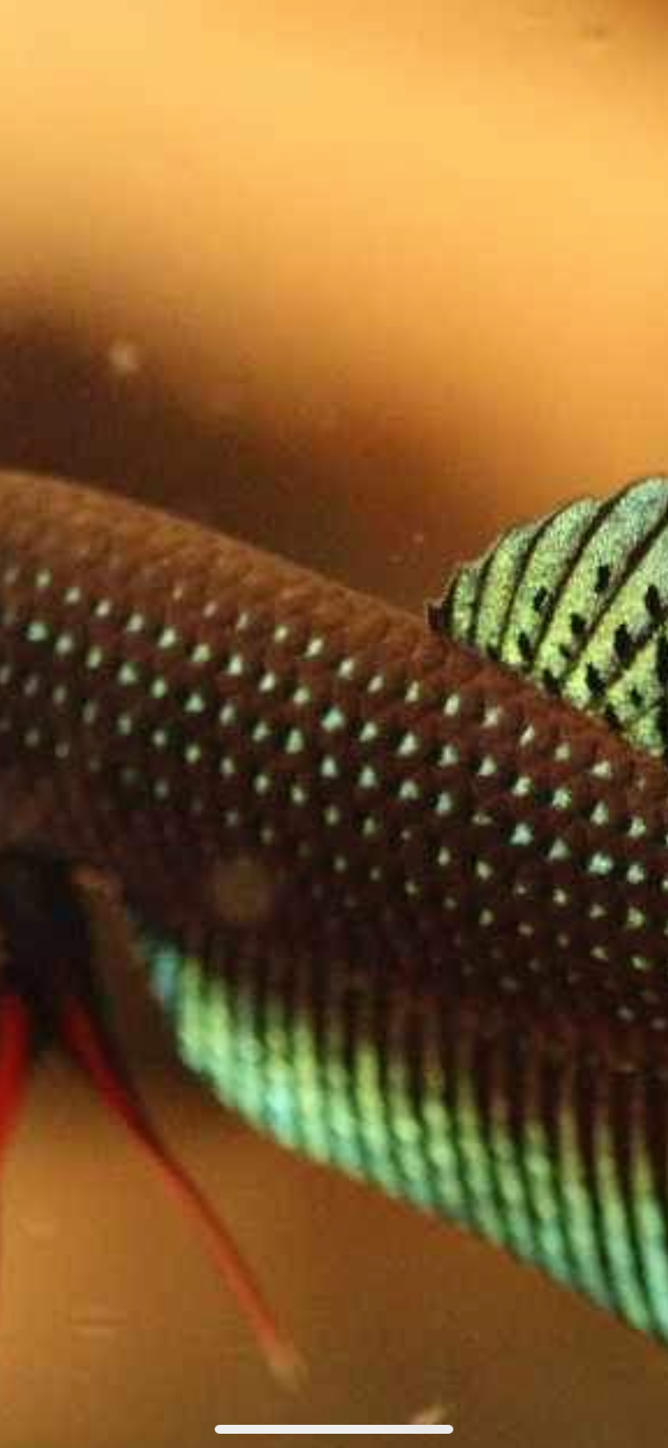 Betta Siamorentalis Male - Original
