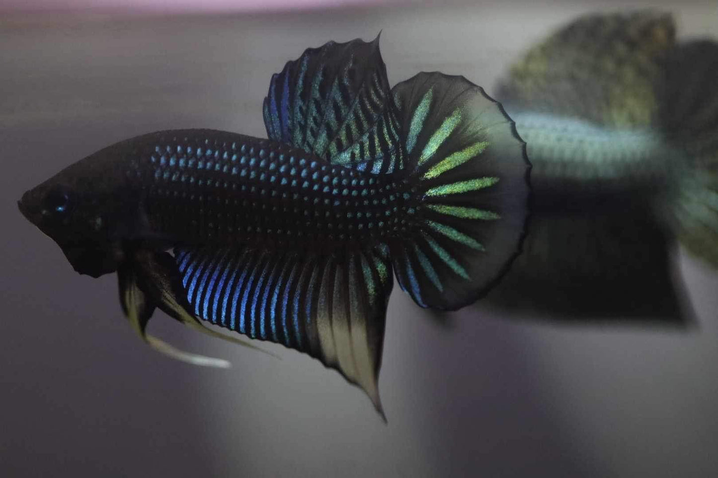 Siamorentalis Green Yellow Sunrise (NEW)
