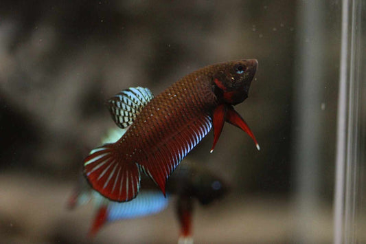 Pure Wild Betta Splendens Original species-Rare FranksBettas bloodline