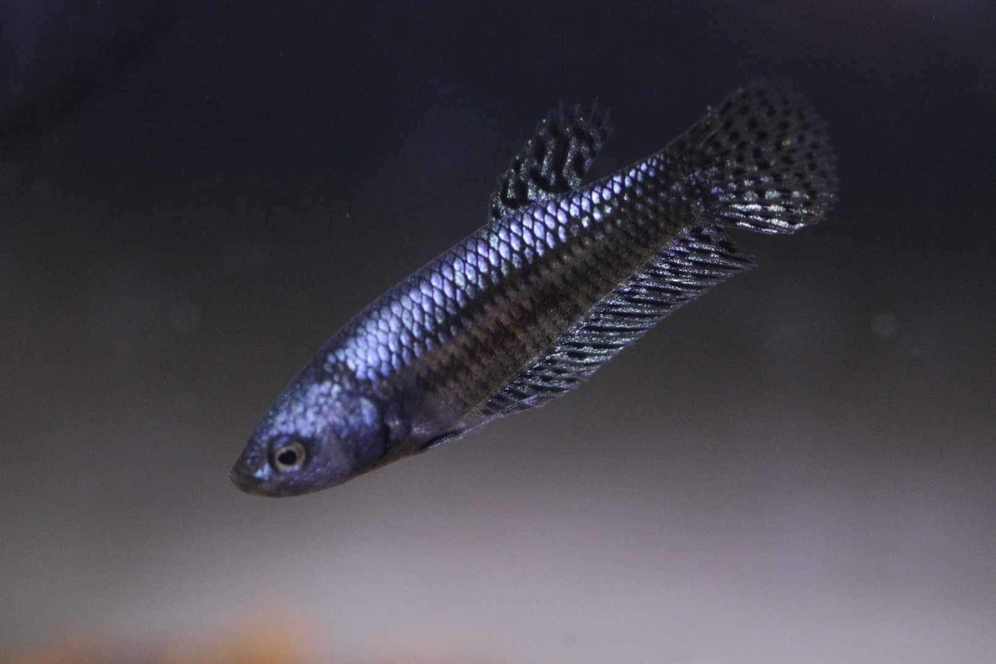 Wild Betta Alien Hybrid Steel Grey High Quality Female – FranksBettas Genetics