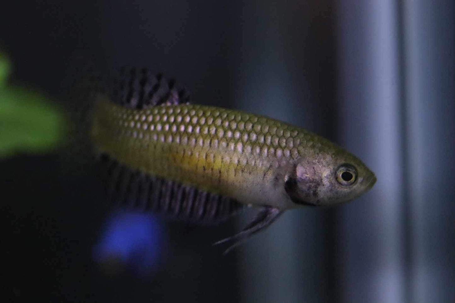 Alien copper Female High Quality - FranksBettas bloodline