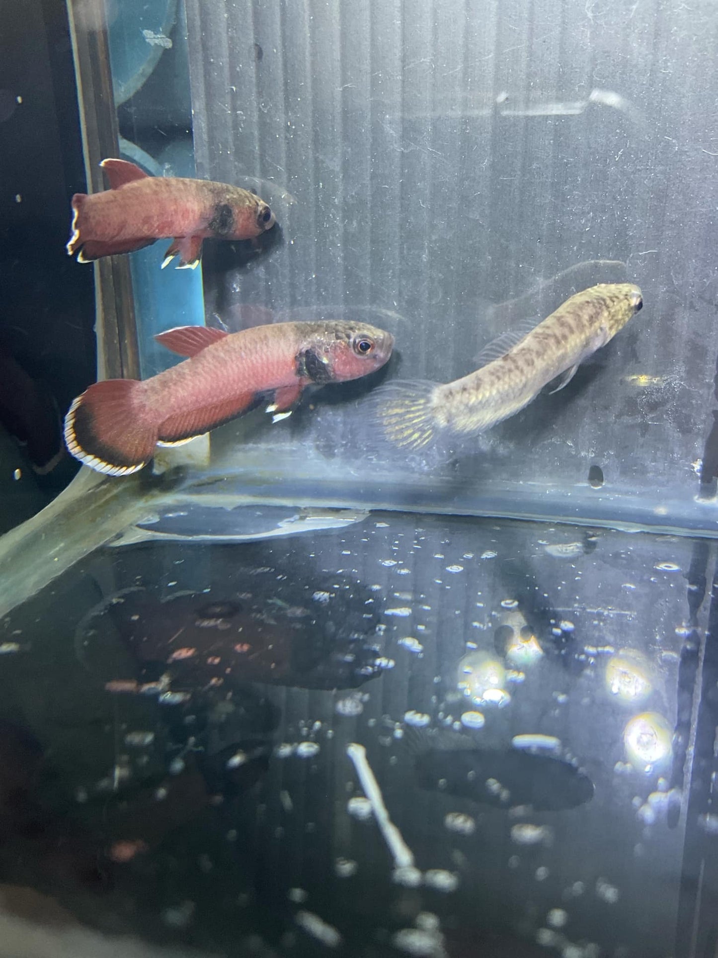 Custom listing for Gbetta619