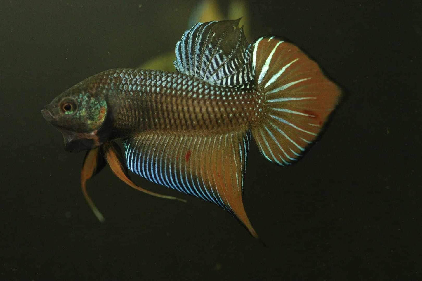Wild Betta Splenden Hybrid Male - FranksBettas Bloodline