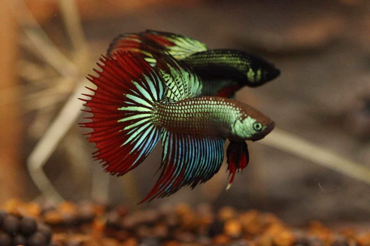Imbellis green red Halfmoon Male