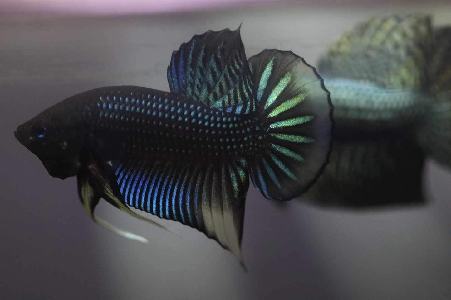 Siamorentalis Green Yellow Sunrise (NEW)