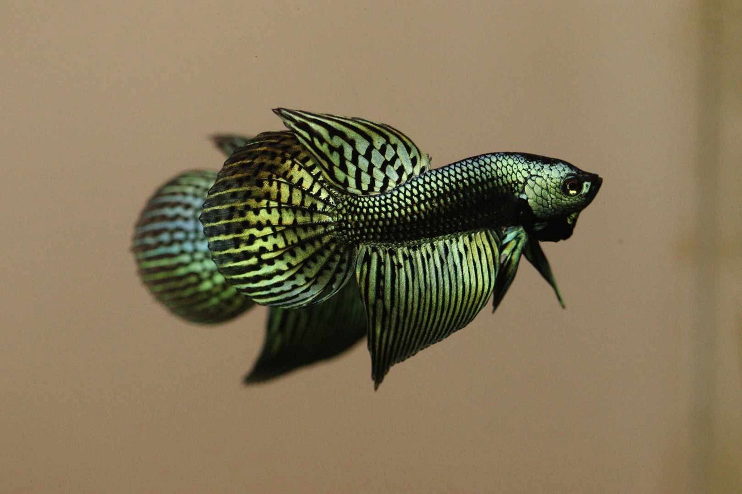 Alien Halfmoon Largetail Male - Green
