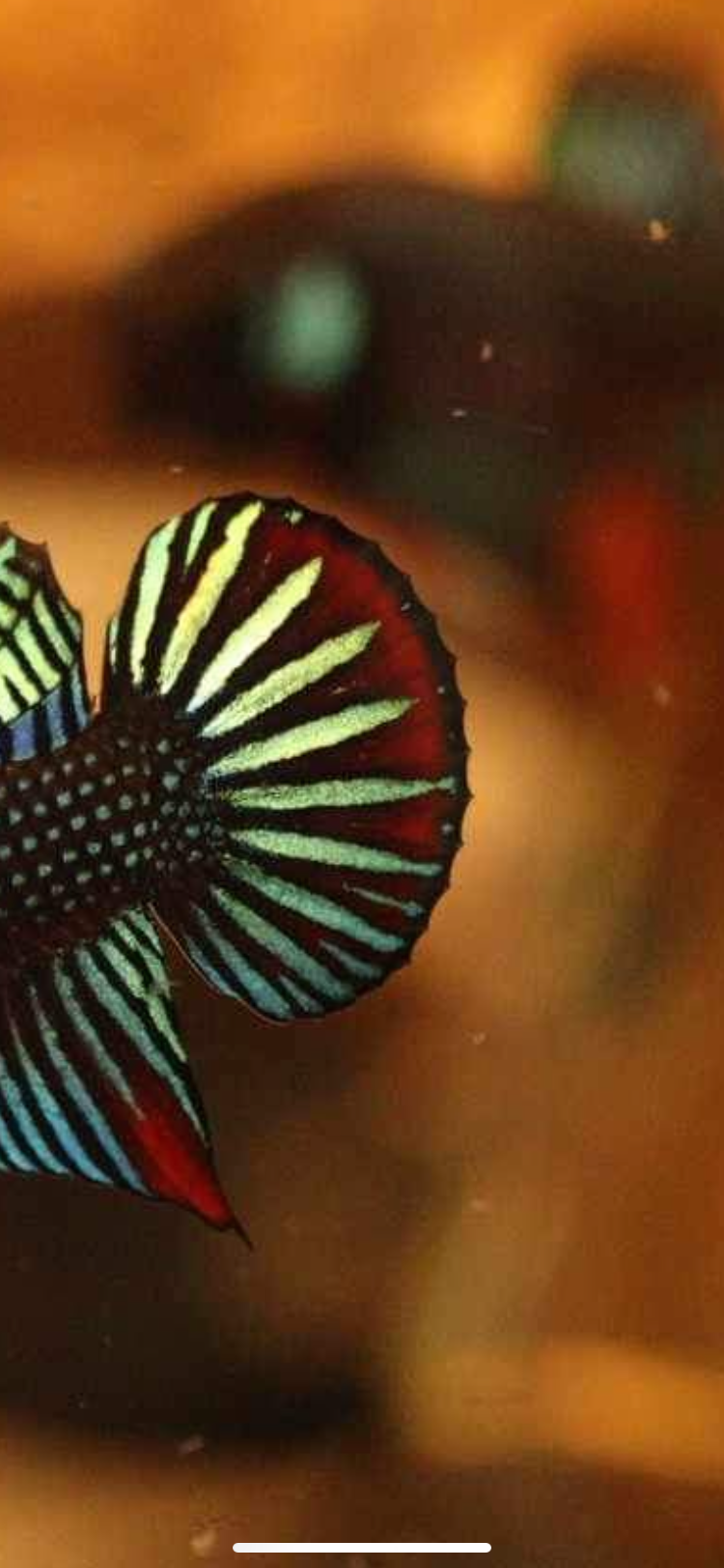 Betta Siamorentalis Male - Original