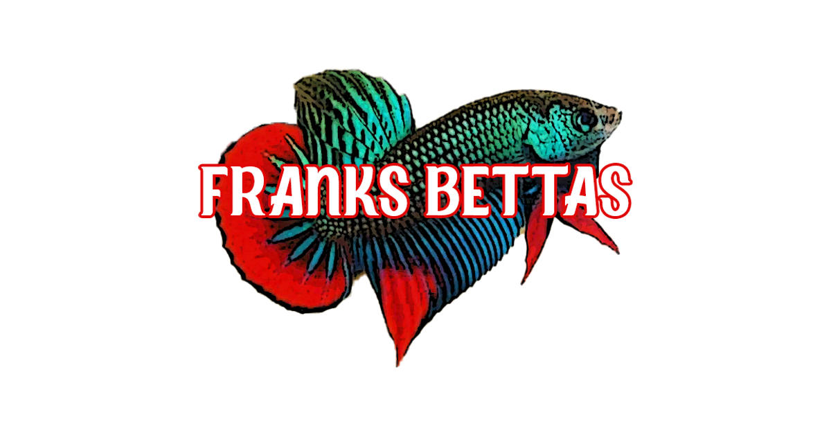Wild caught online bettas for sale