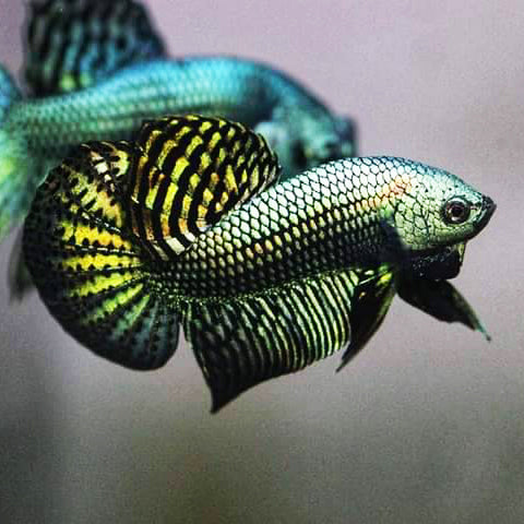Alien Betta Green High Quality Male - FranksBettas Bloodlines