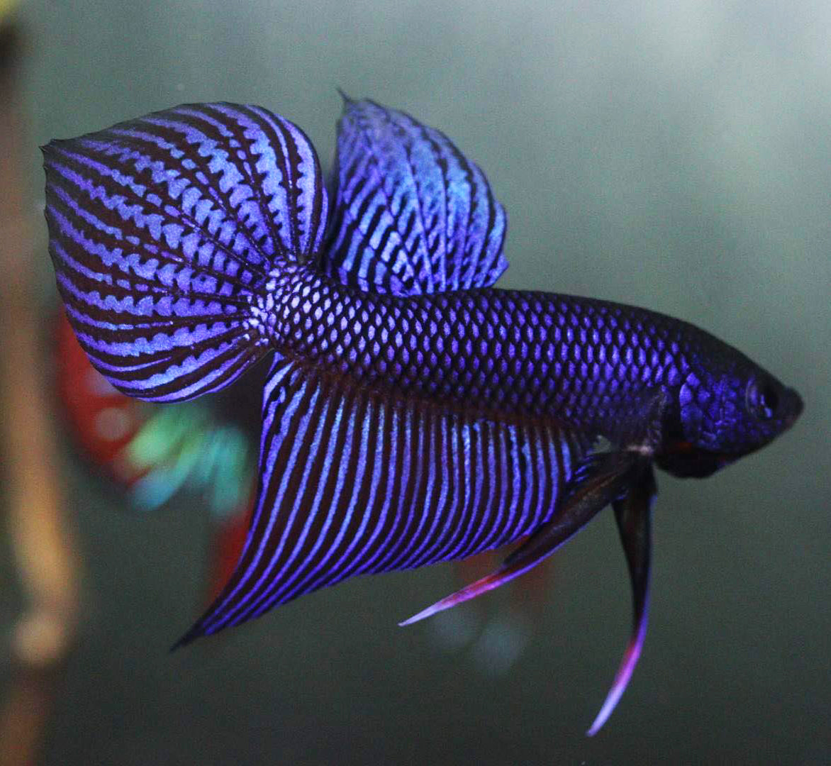 Wild Betta Smaragdina Blue Spade Tail – HIGH QUALITY MALE