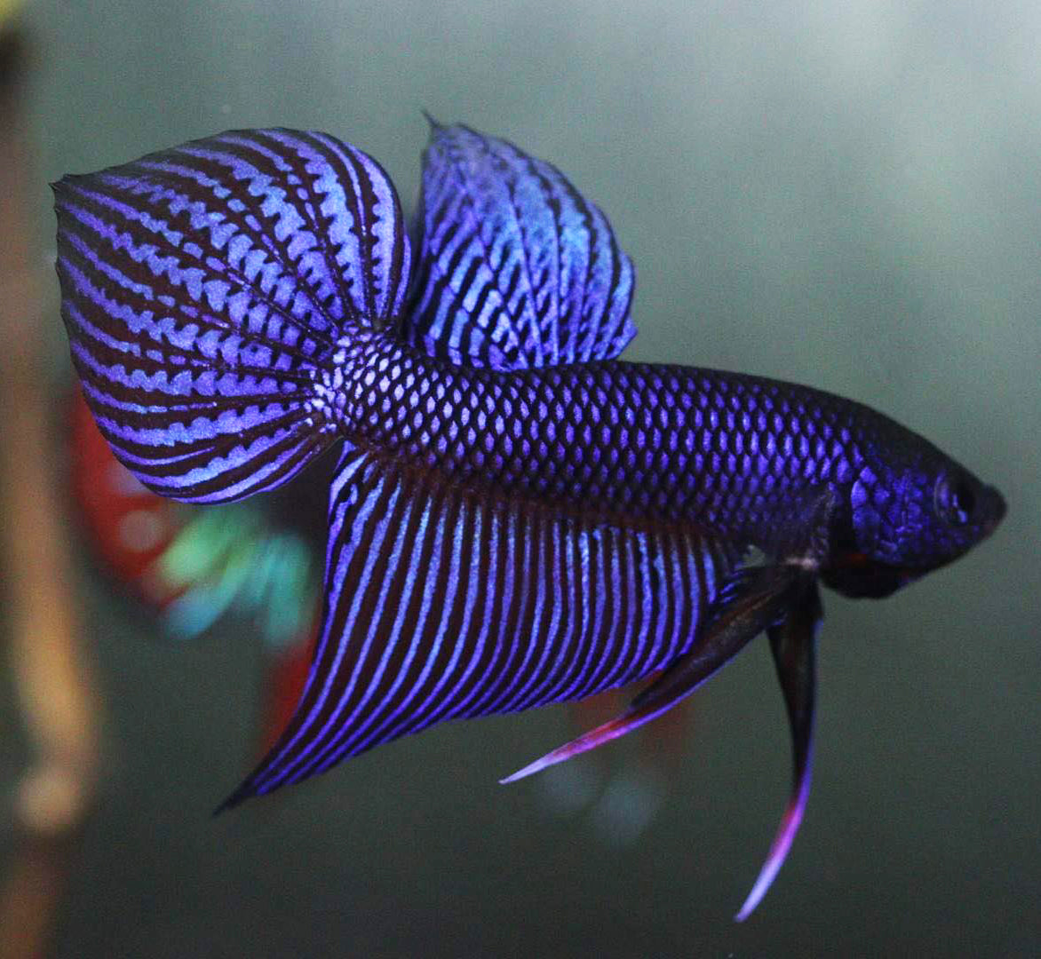Wild Betta Smaragdina Blue Hybrid HIGH QUALITY MALE - Franksbettas Bloodlines