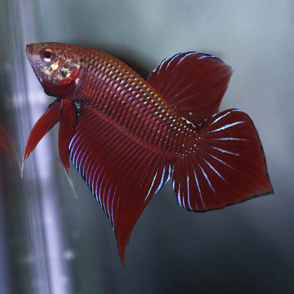 Wild Betta Splendens Spade Tail Red High Quality Male – FranksBettas Genetics