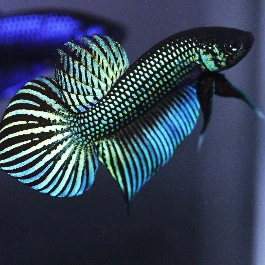 Pure Wild Betta Mahacheisnsis Male High Quality – FranksBettas Bloodlines