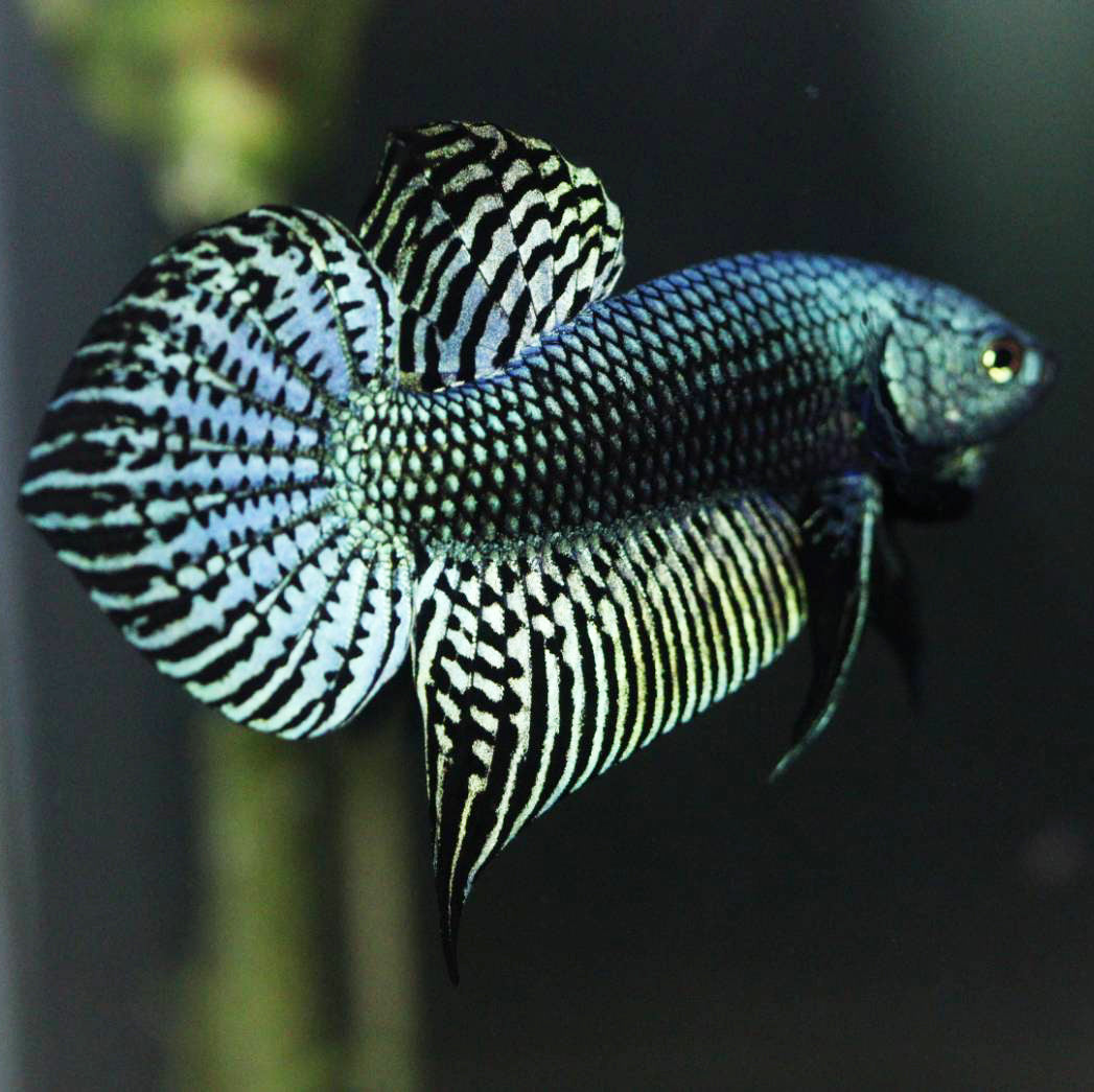 Alien Betta Green High Quality Male - FranksBettas Bloodlines