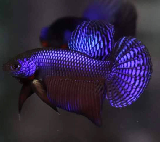 Wild Betta Smaragdina Guitar Blue Hybrid High Quality Male - FranksBettas Bloodline