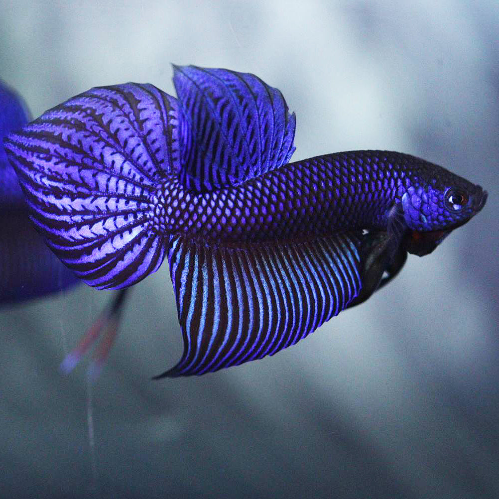 Wild Betta Smaragdina Blue Spade Tail – HIGH QUALITY MALE