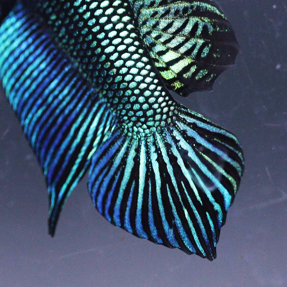Pure Wild Betta Mahacheisnsis Male High Quality – FranksBettas Bloodlines