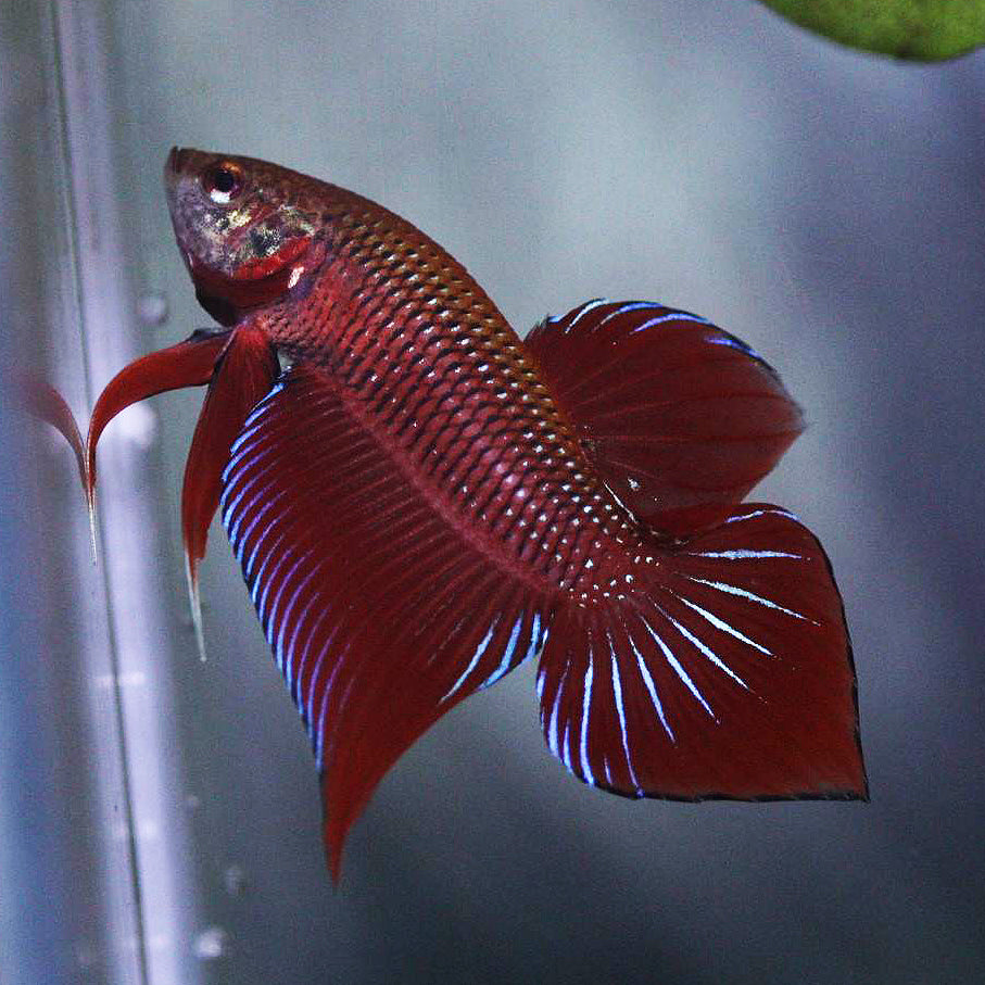 Wild Betta Splendens Spade Tail Red High Quality Male – FranksBettas Genetics