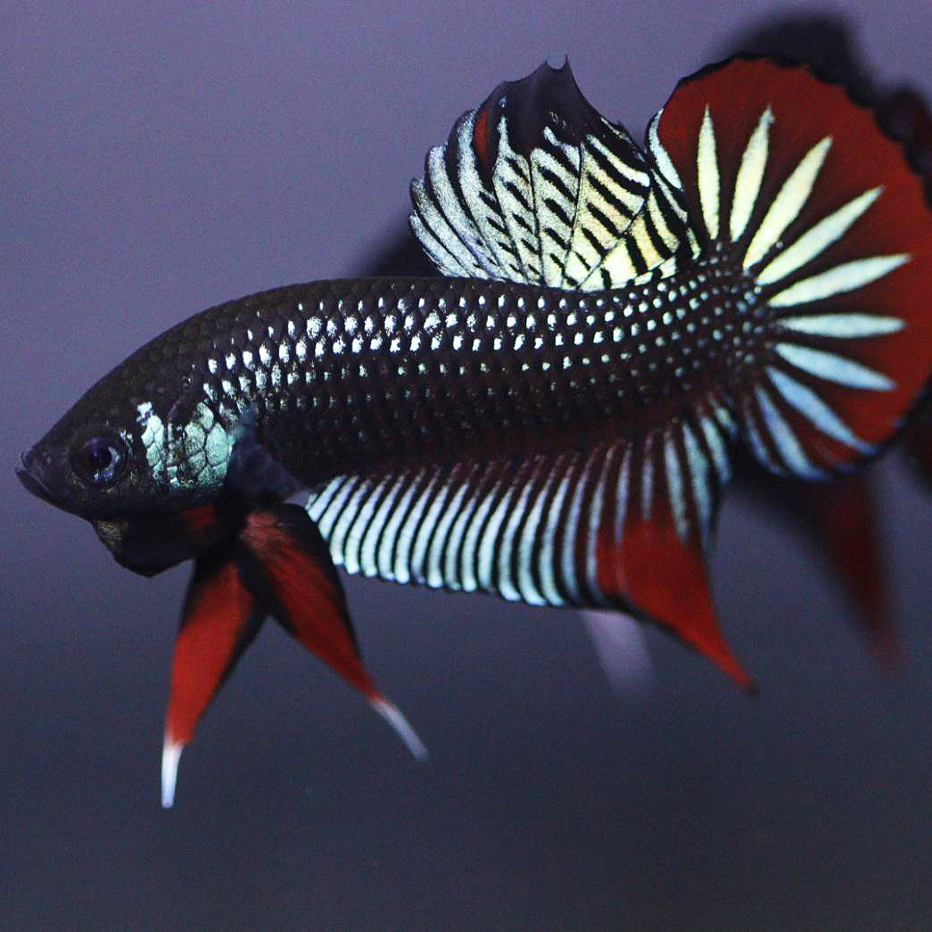 Wild Betta Imbellis Green – HIGH QUALITY MALE- FranksBettas Genetics