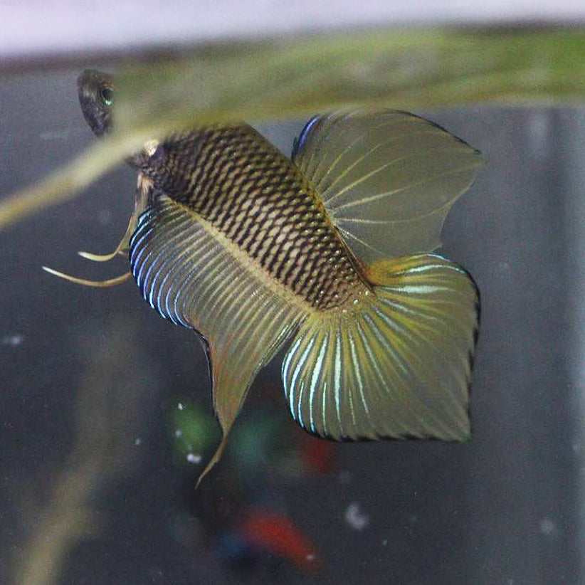 Wild Betta Splendens spade tail Yellow High Quality Male – FranksBettas Genetics