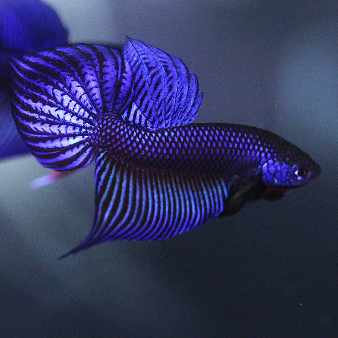 Wild Betta Smaragdina Blue Hybrid HIGH QUALITY MALE - Franksbettas Bloodlines