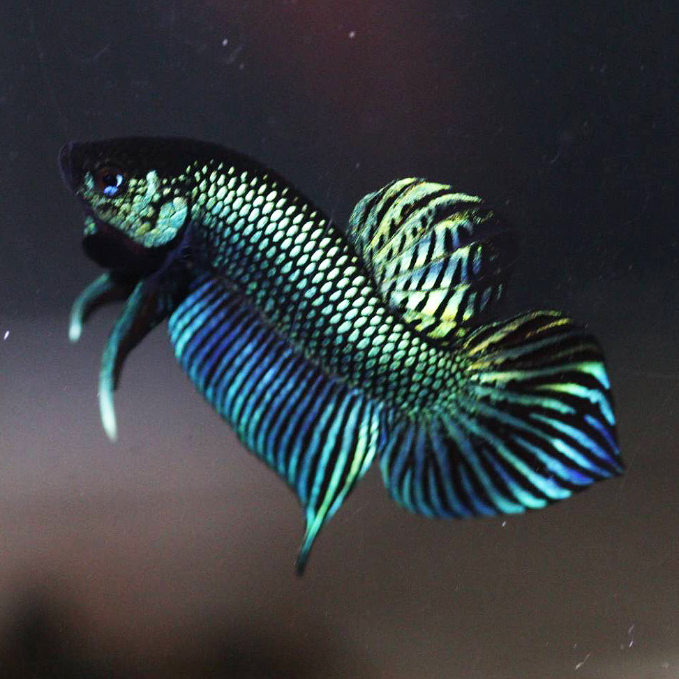 Pure Wild Betta Mahacheisnsis Male High Quality – FranksBettas Bloodlines