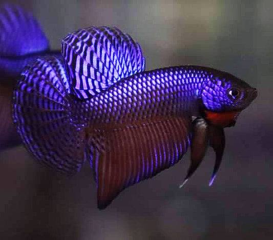 Wild Betta Smaragdina Guitar Blue Hybrid High Quality Male - FranksBettas Bloodline
