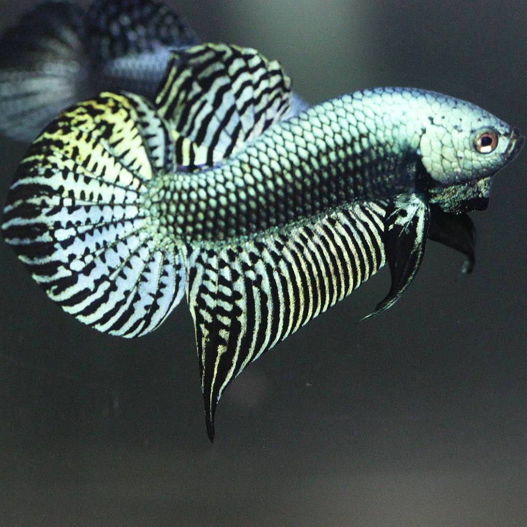 Alien Betta Green High Quality Male - FranksBettas Bloodlines