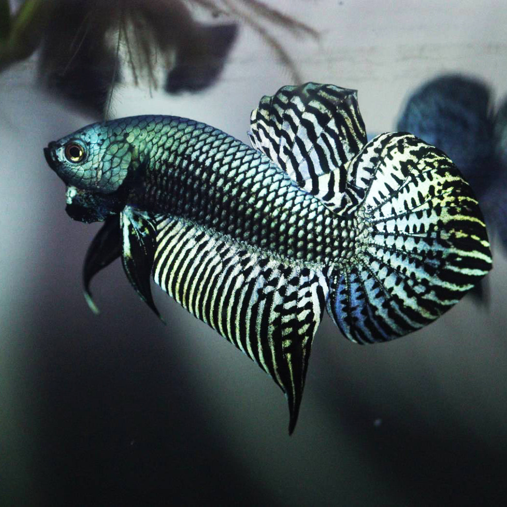 Alien Betta Green High Quality Male - FranksBettas Bloodlines