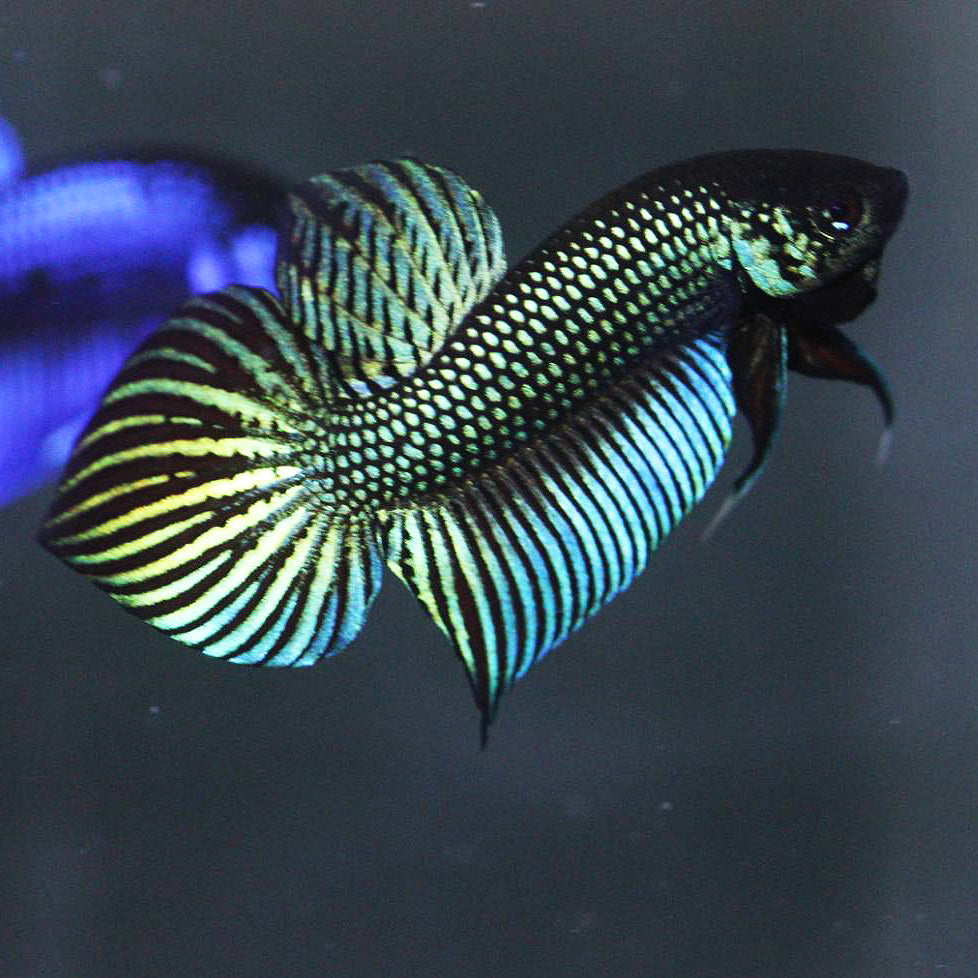 Pure Wild Betta Mahacheisnsis Male High Quality – FranksBettas Bloodlines