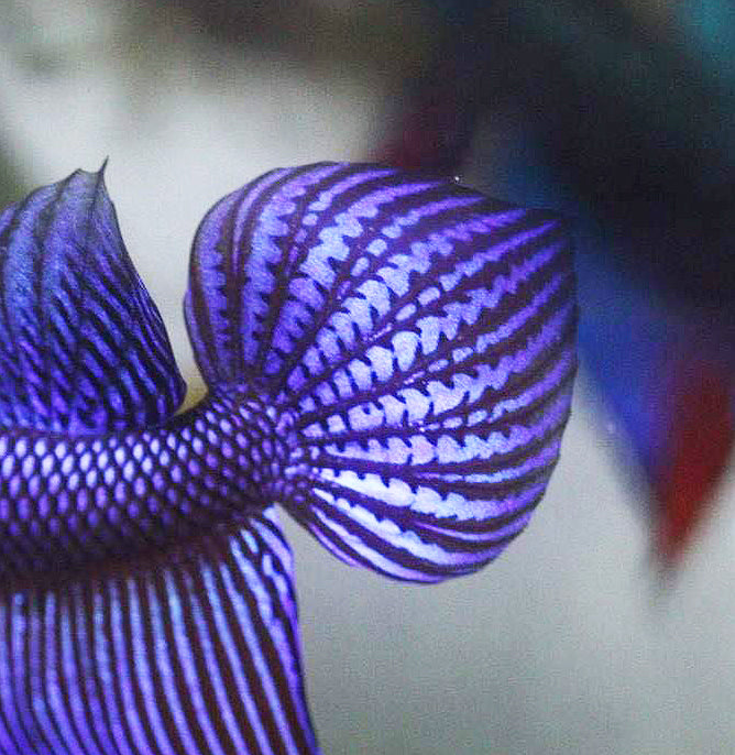 Wild Betta Smaragdina Blue Spade Tail – HIGH QUALITY MALE