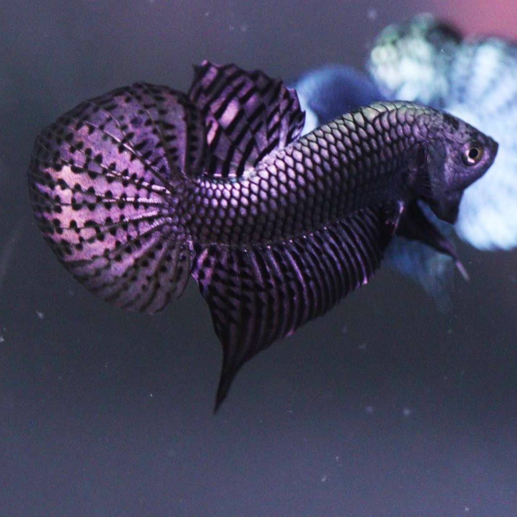 Alien Betta Copper Male High Quality - FranksBettas bloodline