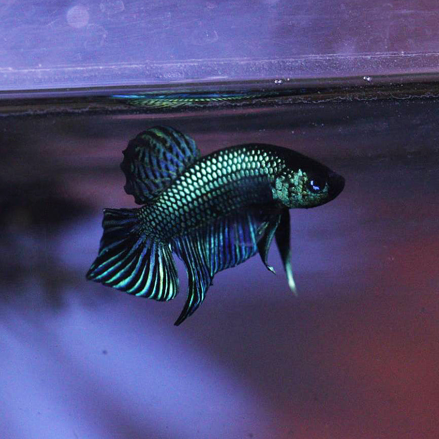 Pure Wild Betta Mahacheisnsis Male High Quality – FranksBettas Bloodlines
