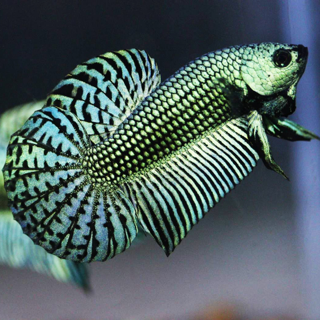 Alien Betta Green High Quality Male - FranksBettas Bloodlines