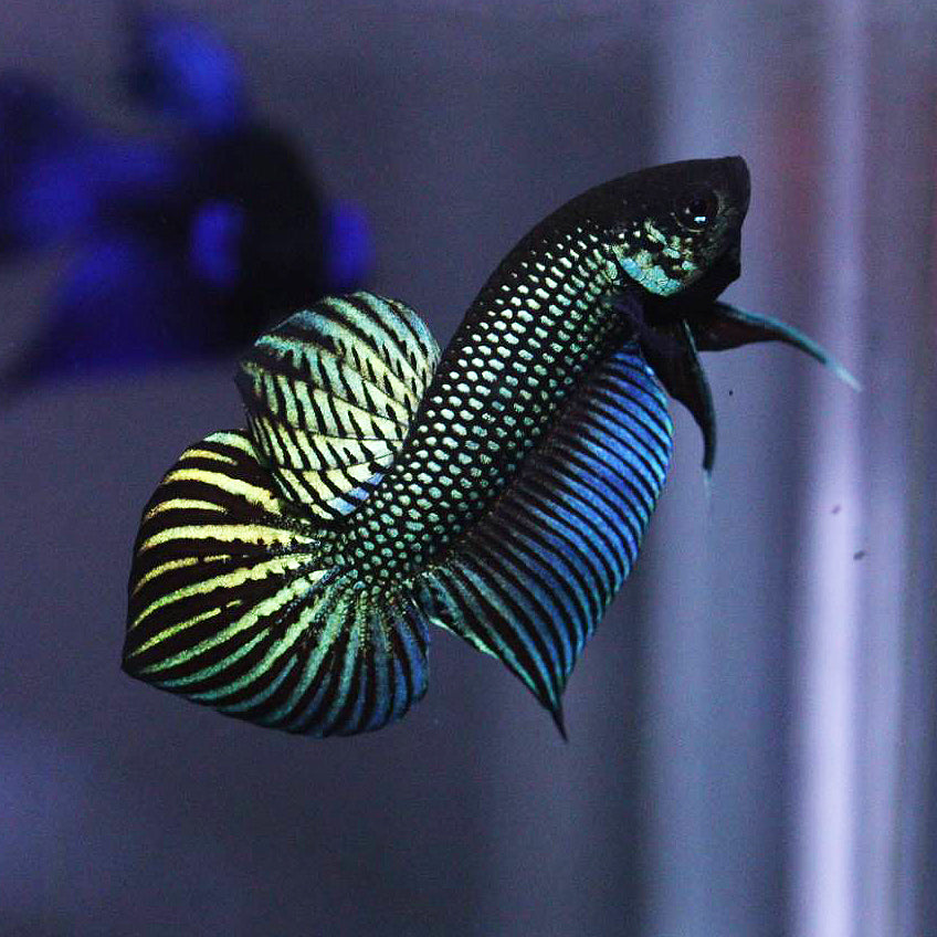 Pure Wild Betta Mahacheisnsis Male High Quality – FranksBettas Bloodlines