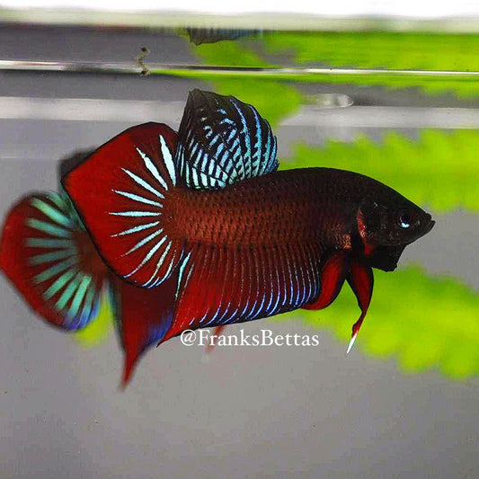 Pure Wild Betta Splendens Spade Tail Original High Quality Male – FranksBettas Genetics