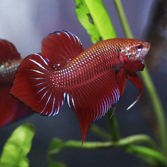 Wild Betta Splendens Hybrid Red High Quality Male – FranksBettas Bloodline