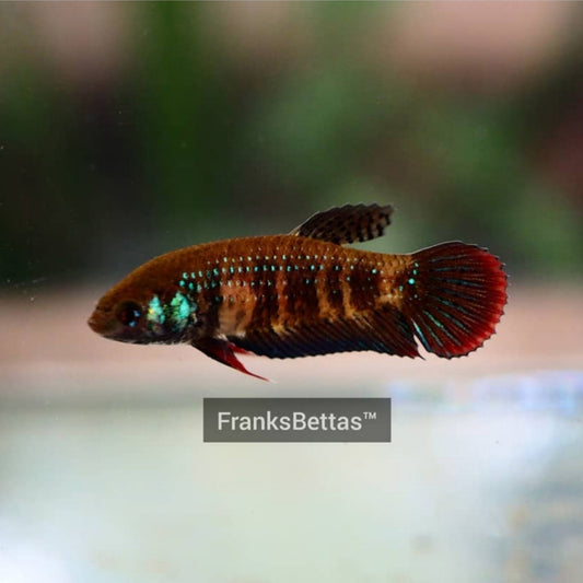 Wild Betta Imbellis Green HIGH QUALITY FEMALE- FranksBettas Genetics