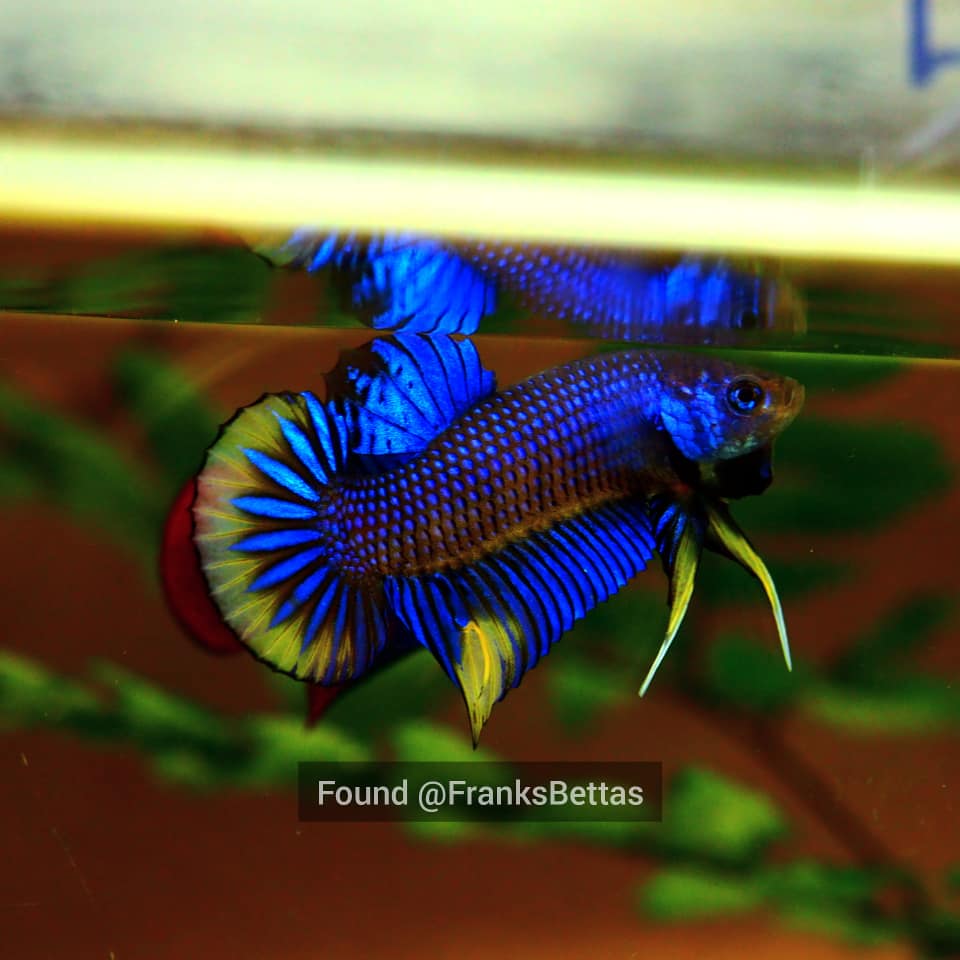 Wild Betta Imbellis Blue yellow sunrise top quality male – Franks Bettas